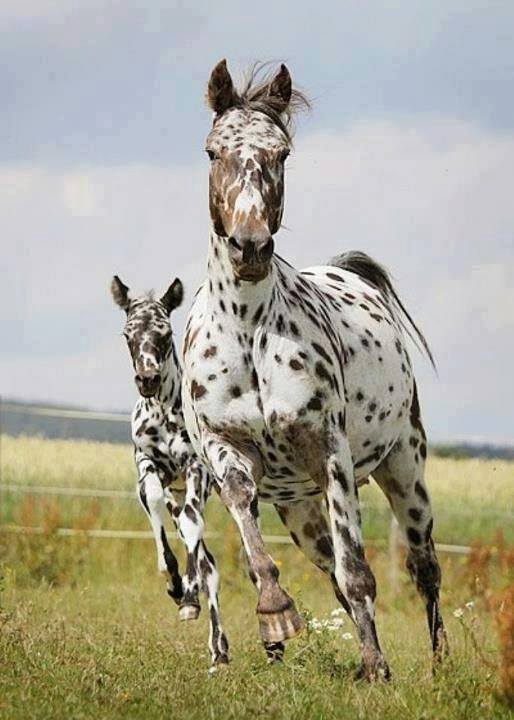 mama and her mini-me - Appaloosa Mare & Foal.jpg